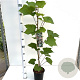 Vitis coignetiae 70-80 cm 2,5L