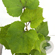Vitis coignetiae 70-80 cm 2,5L