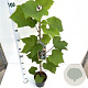 Vitis coignetiae 70-80 cm 2,5L