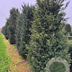 Taxus baccata 250-300 cm draadkluit haagplant