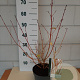 Cornus sang. 'Midwinter Fire' 40-60 cm 3,0L