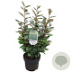 Elaeagnus ebb. 'Compacta' 40-50 cm 5,0L