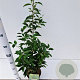 Prunus l. 'Angustifolia' 40-50 cm 2,0L