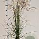 Calamagrostis acut. 'Overdam' 50-60 cm 4,0L