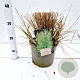 Calamagrostis acut. 'Overdam' 50-60 cm 4,0L