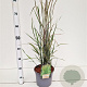 Calamagrostis acut. 'Overdam' 50-60 cm 4,0L