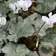 Cyclamen coum 'Silver Leaf White' GM P9