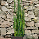 Equisetum hyemale GM P9