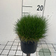 Festuca gautieri GM 2,0L