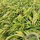 Hakonechloa macra 'Aureola' GM 2,0L