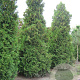 Thuja occ. 'Brabant' 400-450 cm draadkluit solitair