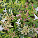 Abelia grandifl. 'Hopleys' 20-25 cm 2,0L