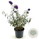 Buddleja d. 'Nanho Purple' 30-40 cm 3,0L