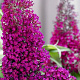 Buddleja d. Sugar Plum 30-40 cm 3,0L