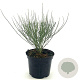 Cytisus praecox 'Allgold' 25-30 cm 2,0L
