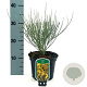 Cytisus praecox 'Allgold' 25-30 cm 2,0L