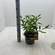 Forsythia int. 'Lynwood' 30-40 cm 3,0L