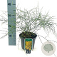 Genista lydia 25-30 cm 2,0L