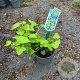 Hedera hib. 'Arbori Compact' 20-25 cm 2,0L