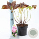 Hydrangea m. 'Bouquet Rose' 20-25 cm 2,0L