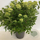 Hydrangea pan. Little Lime 25-30 cm 3,5L