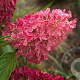 Hydrangea pan. Mega Mindy 30 cm 3,0L