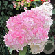 Hydrangea pan. 'Pink Lady' 30 cm 3,0L