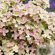 Hydrangea pan. Polestar 40-50 cm 7,5L