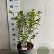 Hydrangea pan. Sundae Fraise 50-60 cm 7,5L