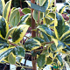 Ilex aq. 'Silver van Tol' 25 cm 3,0L