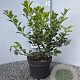 Ilex meserv. Heckenfee 30-40 cm 3,0L