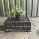 Kolkwitzia amabilis 'Pink Cloud' 30-40 cm 3,0L