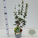 Osmanthus heterophyllus 30-40 cm 3,0L