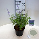 Perovskia atripl. 'Little Spire' 30-40 cm 3,0L
