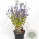 Perovskia atripl. 'Little Spire' 30-40 cm 3,0L