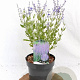 Perovskia atripl. 'Little Spire' 30-40 cm 3,0L