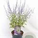 Perovskia atripl. Silvery Blue 30-40 cm 3,0L