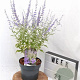 Perovskia atripl. Silvery Blue 30-40 cm 3,0L
