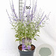 Perovskia atripl. Silvery Blue 30-40 cm 3,0L