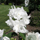 Philadelphus 'Snowgoose' 25-30 cm 2,0L