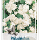 Philadelphus 'Virginal' 30-40 cm 3,0L