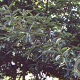 Photinia davidsoniae GM P9