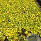 Physocarpus opulif. 'Dart's Gold' 30-40 cm 3,0L
