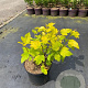 Physocarpus opulif. 'Dart's Gold' 30-40 cm 3,0L