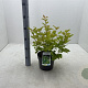 Physocarpus opulif. 'Nugget' 30-40 cm 3,0L