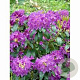Rhododendron 'Lee's Dark Purple' 80-100 cm 10L