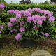 Rhododendron 'Roseum Elegans' 100-120 cm 20L