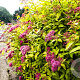 Spiraea bumalda 'Goldflame' 25-30 cm 2,0L