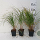 Calamagrostis brachytricha GM P9