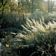 Calamagrostis brachytricha GM P9